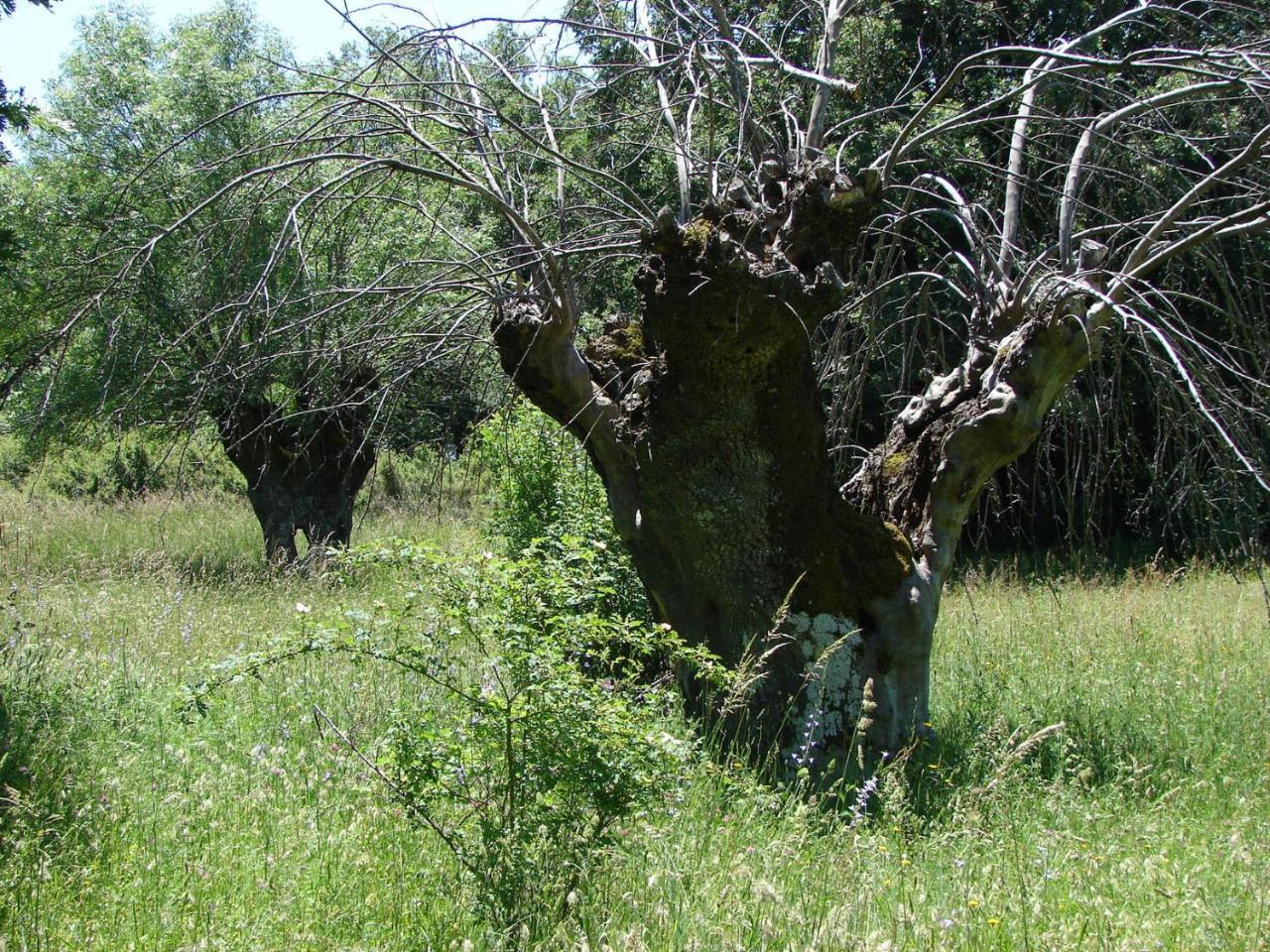 Estrella Rural Casa Rural En La Sierra De Madrid Buitrago del Lozoya Kültér fotó