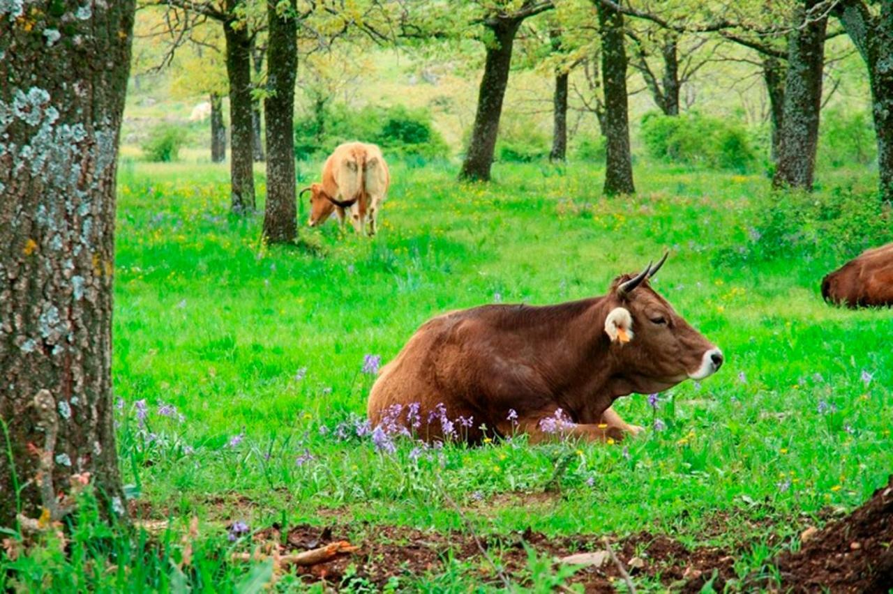 Estrella Rural Casa Rural En La Sierra De Madrid Buitrago del Lozoya Kültér fotó